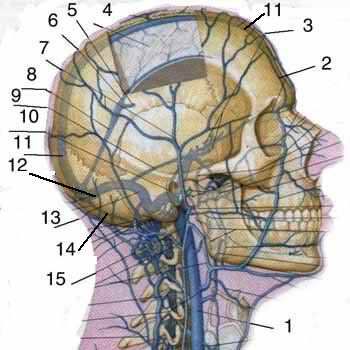 Отток крови от головного мозга. Наружная яремная Вена анатомия. Внутренняя яремная Вена анатомия. Наружная яремная Вена отток крови.