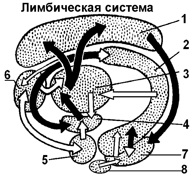 Органы памяти. Афферентные и эфферентные пути к структурам лимбической системы. Схема строения лимбической системы. Эфферентные пути лимбическая система. Схема пути лимбической системы.